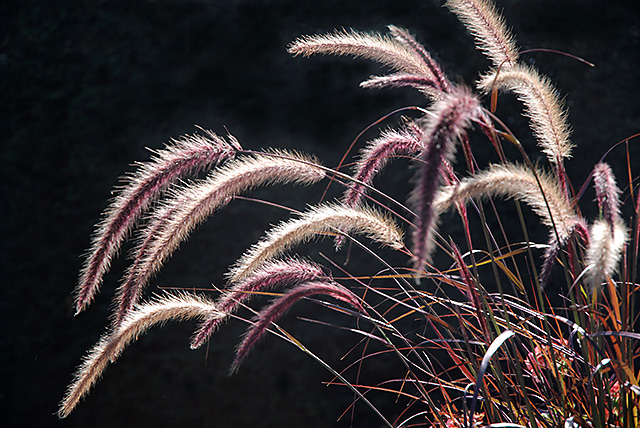 Fountain Grass 