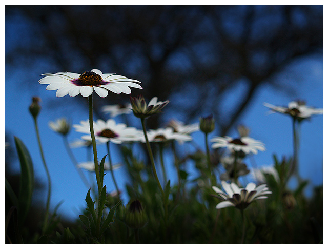 Spring Frolic