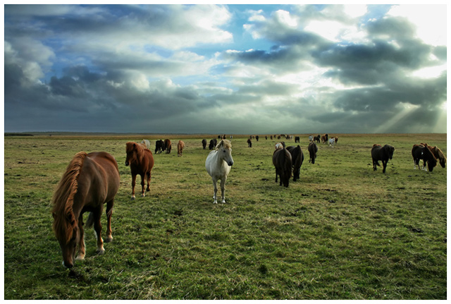 Horses