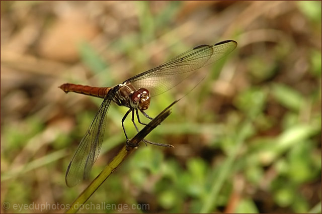 ummm....Dragonfly?