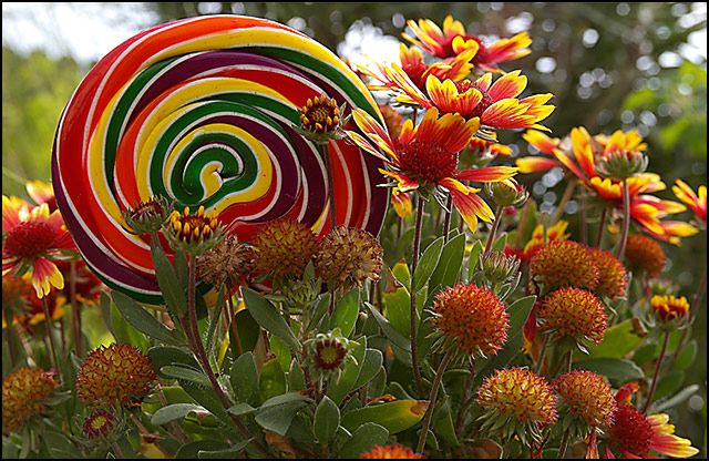 Lolly Bush