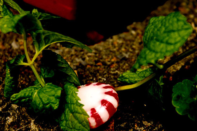 Peppermint Leaves