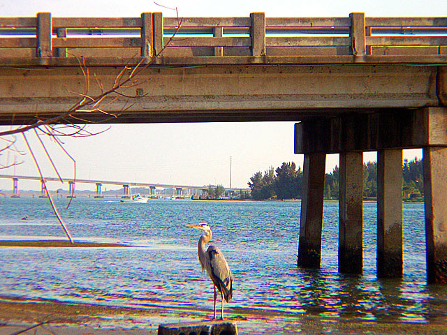 Great Blue Heron and Bridges