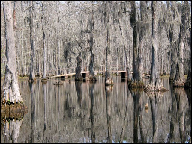 Swamp Trails