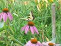 A butterfly spreads its wings