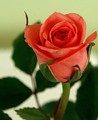 Opening flower