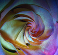 Rose Nautilus Opening Act