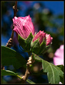 Last Buds of Summer