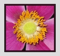 Blossoming