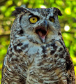 O RLY?
