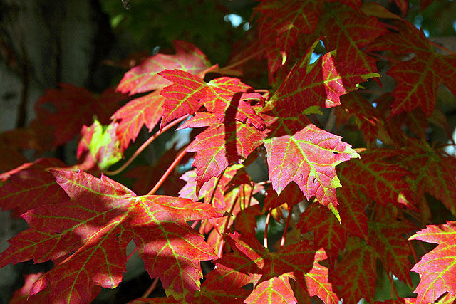Autumn's door is opening.