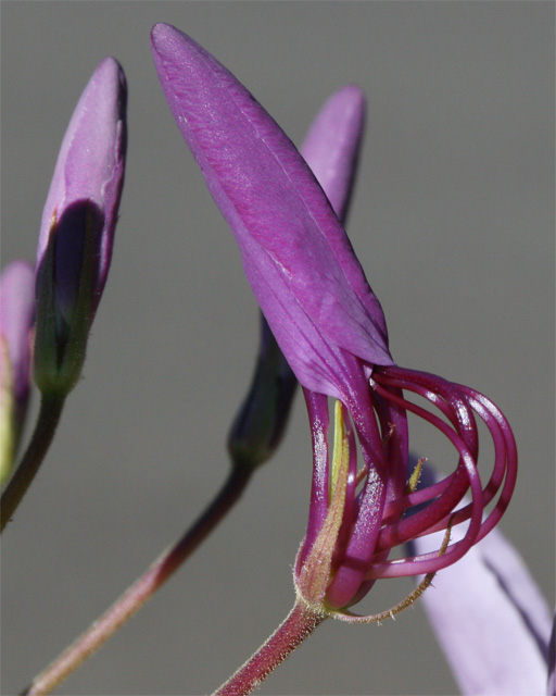 opening flower