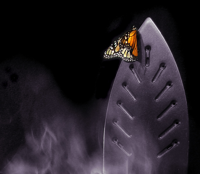 Metatate's "Iron Butterfly"