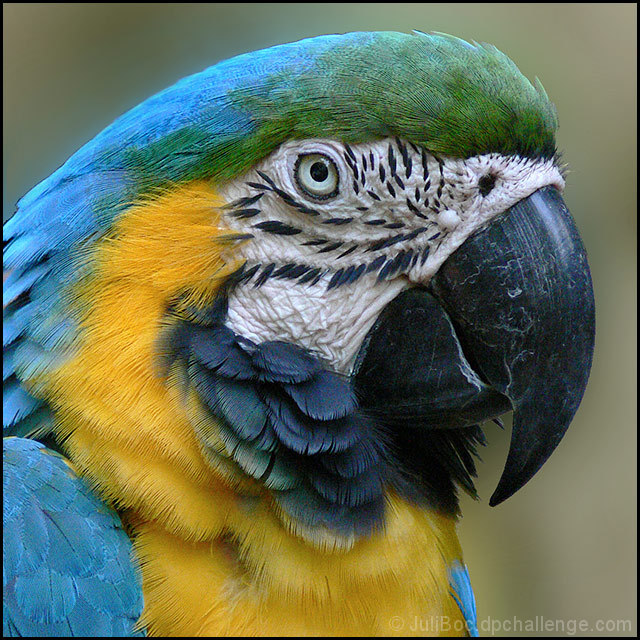 Macaw Study by Seanachai