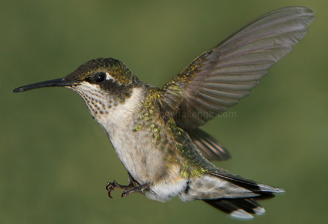Bird In Flight (Speed II Challenge)