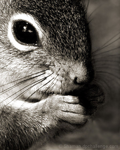 Yellow Ribbon, Textures III, July 2005, Western Gray Squirrel by brianlh