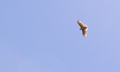 Freedom-First Flight-Immature Red Tail