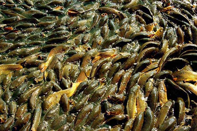 ....and the sea was rich with fish of gold...