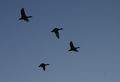 Ducks in Flight