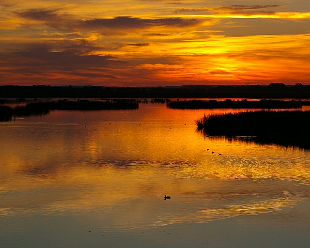 Marsh Silhouettes