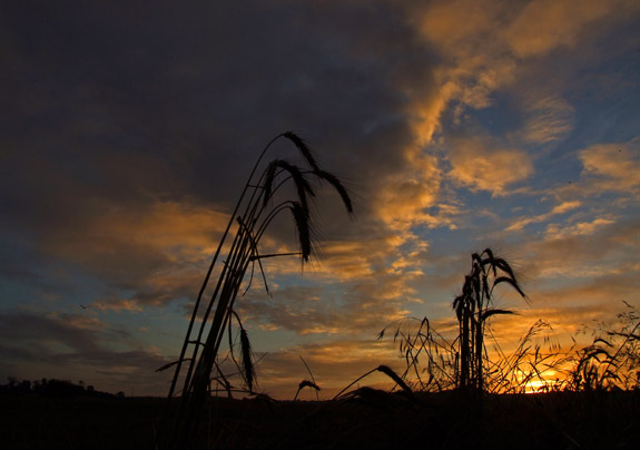 corn ears at sunrise