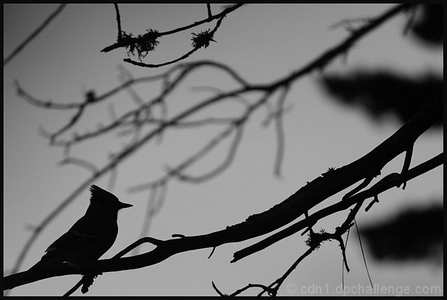 Backlit Bluejay