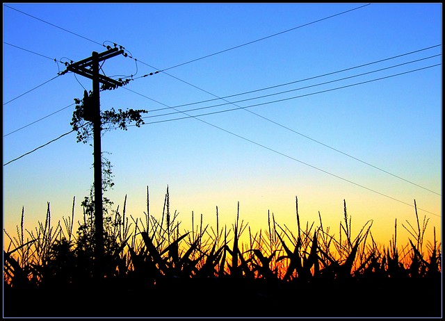 Field of Gold