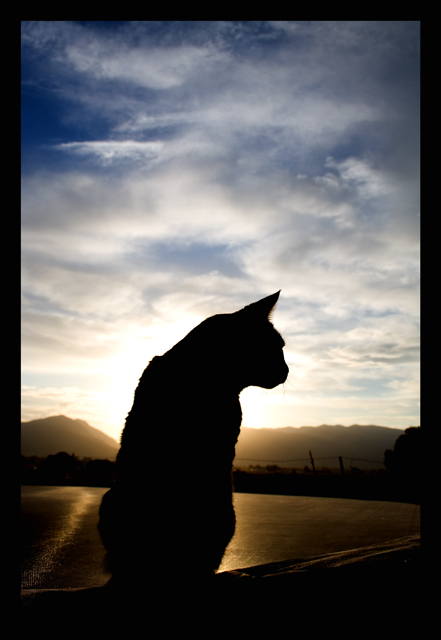 Silhoucatte