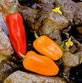Peppers in the Pool
