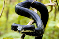 sssslitherin'