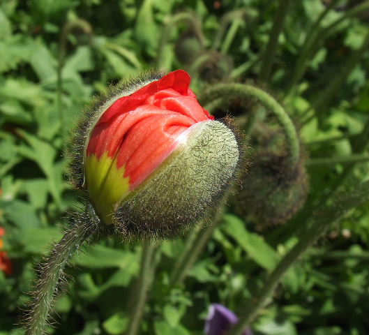 A budding poppy