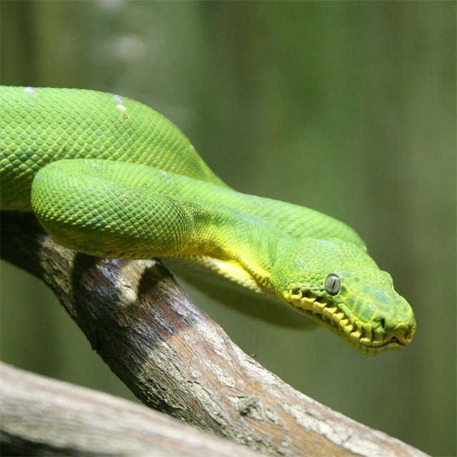 "S" is for Snake...