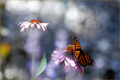 "The butterfly is a flying flower, the flower a tethered butterfly." 