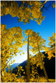 Sunrise on an Aspen Grove