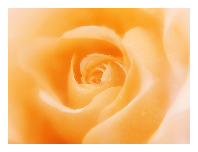 Aroma of love