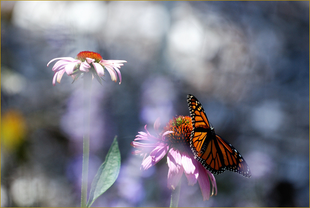 "The butterfly is a flying flower, the flower a tethered butterfly." 