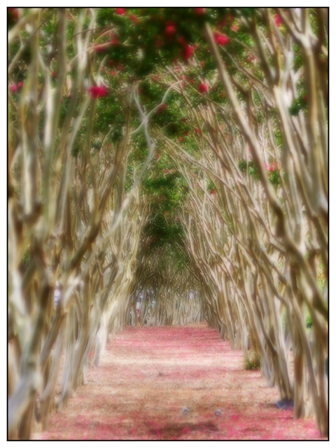 Entrance To Enchantment