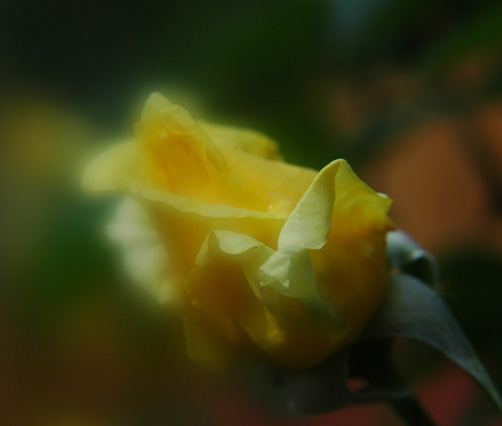 Soft Scent Of A Rose