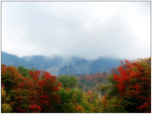 Fall Colour on a Misty Mountain