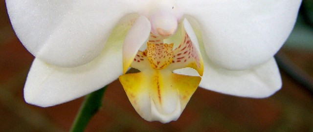 Orchid Angel