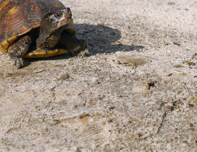 Half a "Hero in a Half Shell" Turtle Power!