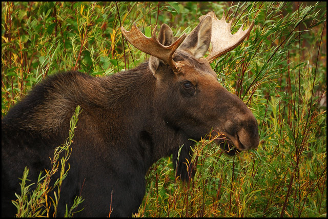 Moose