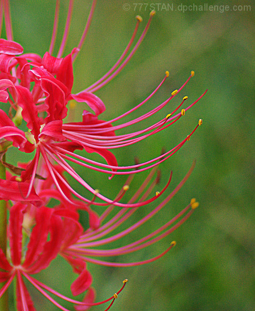 Spider Lily...