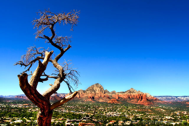 a tree over red rock country