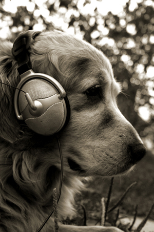 Musical Dog's