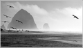 people & pelicans