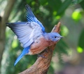 Blue Bird