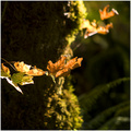 Fall's Brilliant Rays