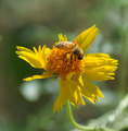 Bee-utiful