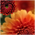 Autumn Burst